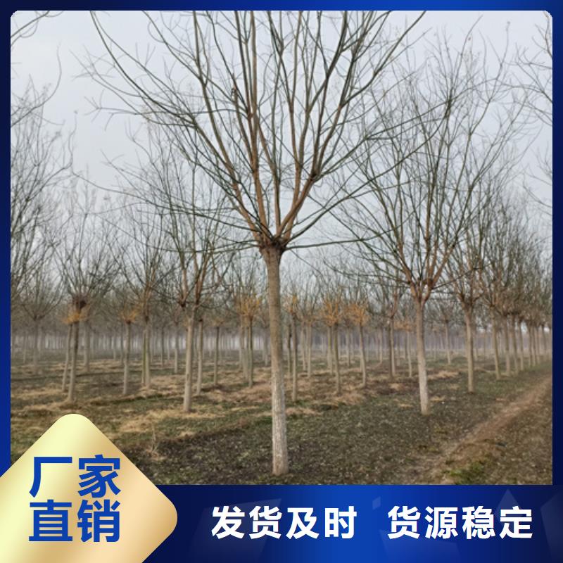 法桐行情放心購買綠化喬木