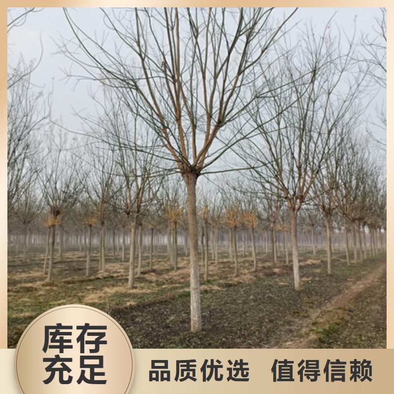 【法桐美國紅楓多種款式可隨心選擇】