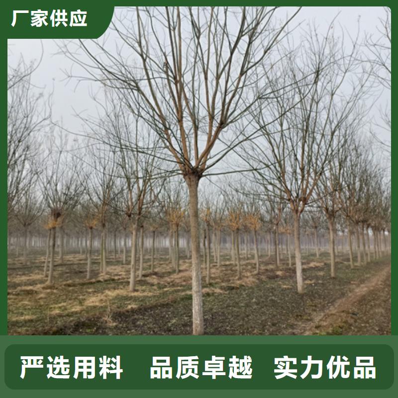 法桐放心選擇綠化喬木