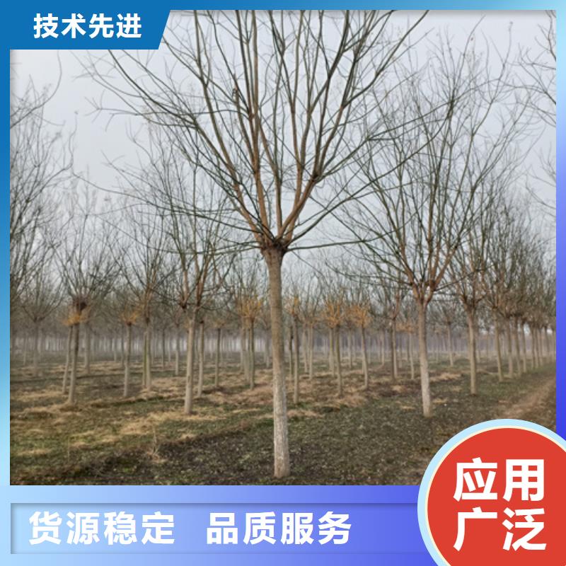 【法桐】北京欒大品牌值得信賴