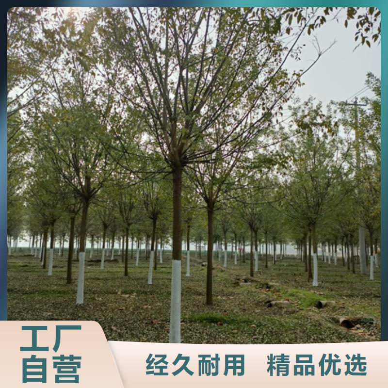 法桐價格現(xiàn)貨供應(yīng)苗木基地