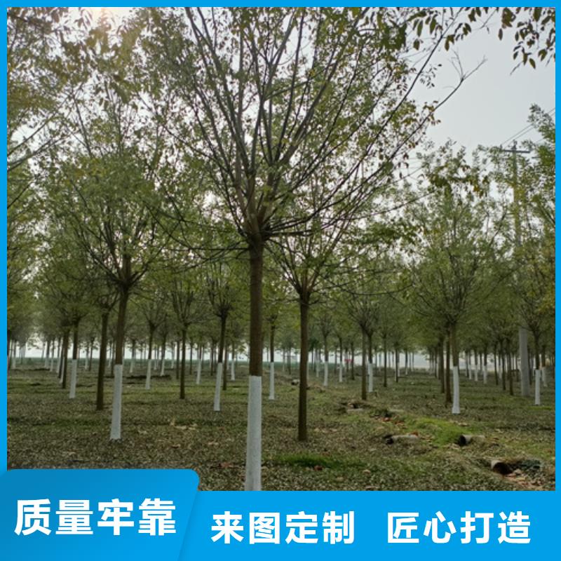 法桐小苗價格合理苗木基地