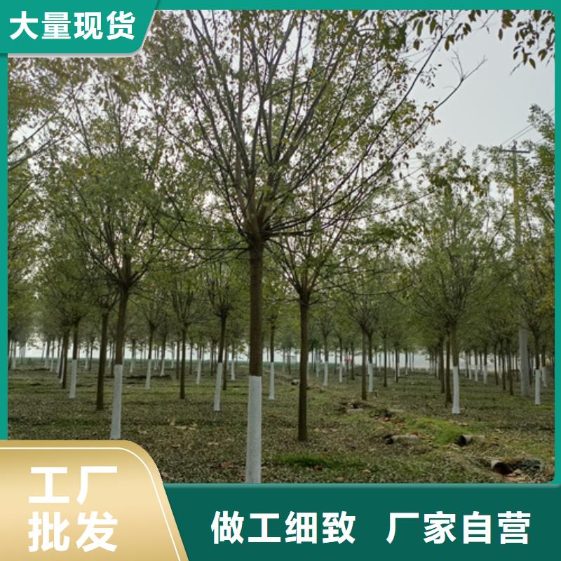 供應批發法桐小苗-靠譜