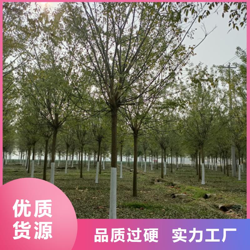 法桐實力過硬廠家