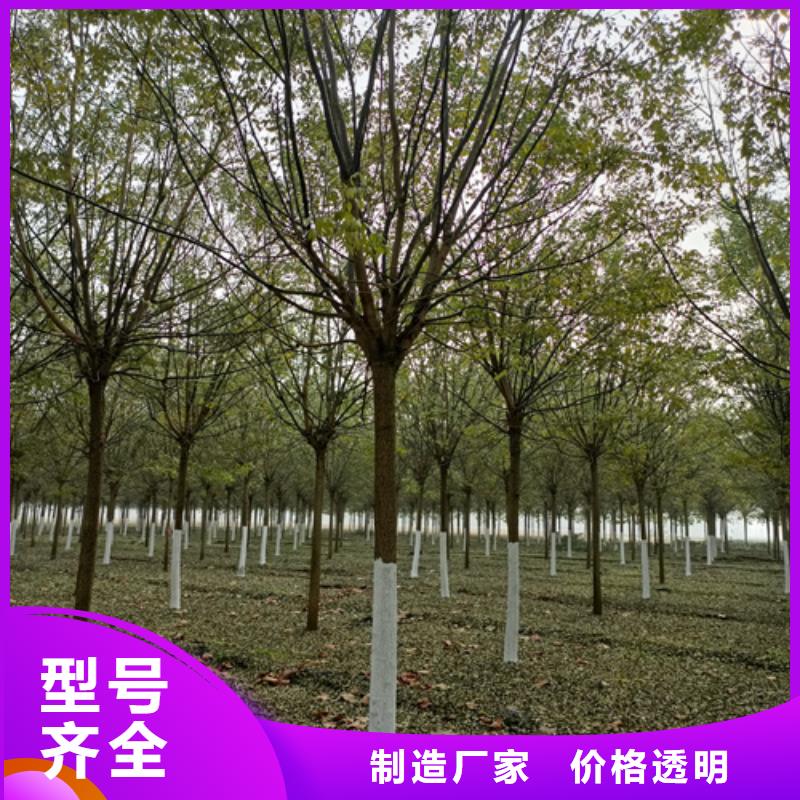 速生法桐費用