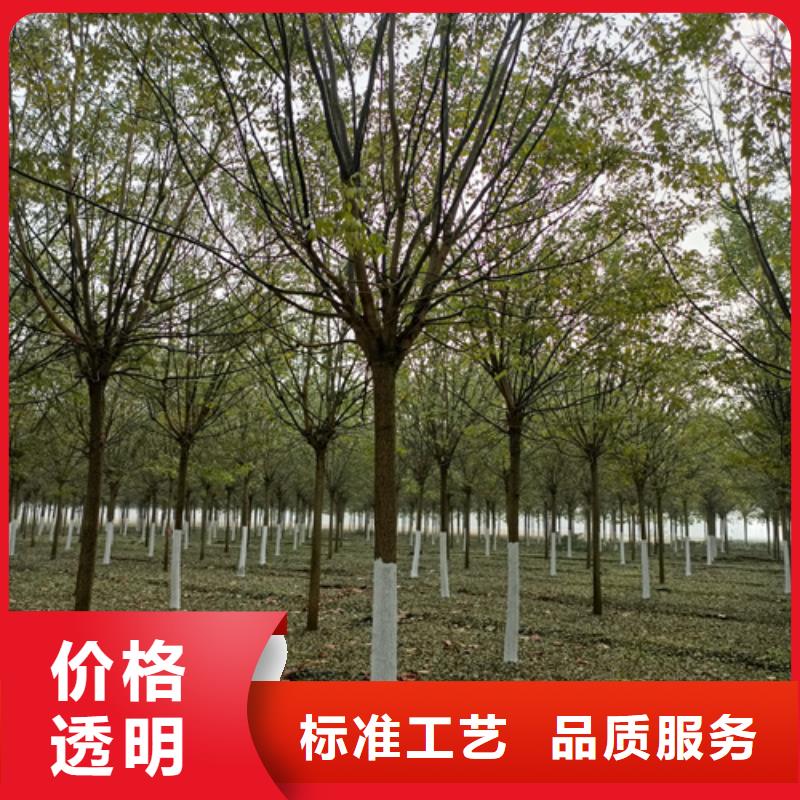 法桐_截桿發帽材質實在