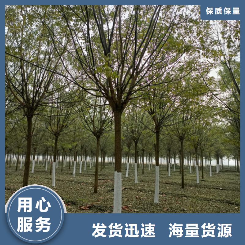 法桐白蠟細節展示
