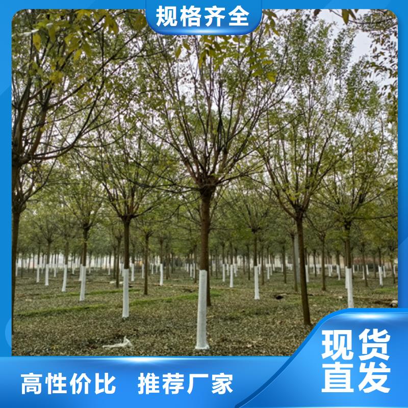 法桐行情圖片-廠家