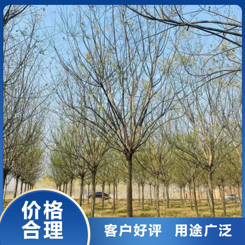 質量好的法桐小苗廠家