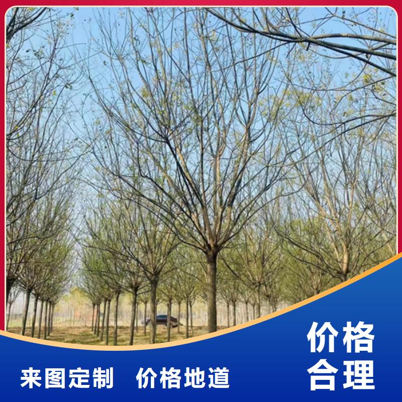 法桐小苗生產廠家支持定制