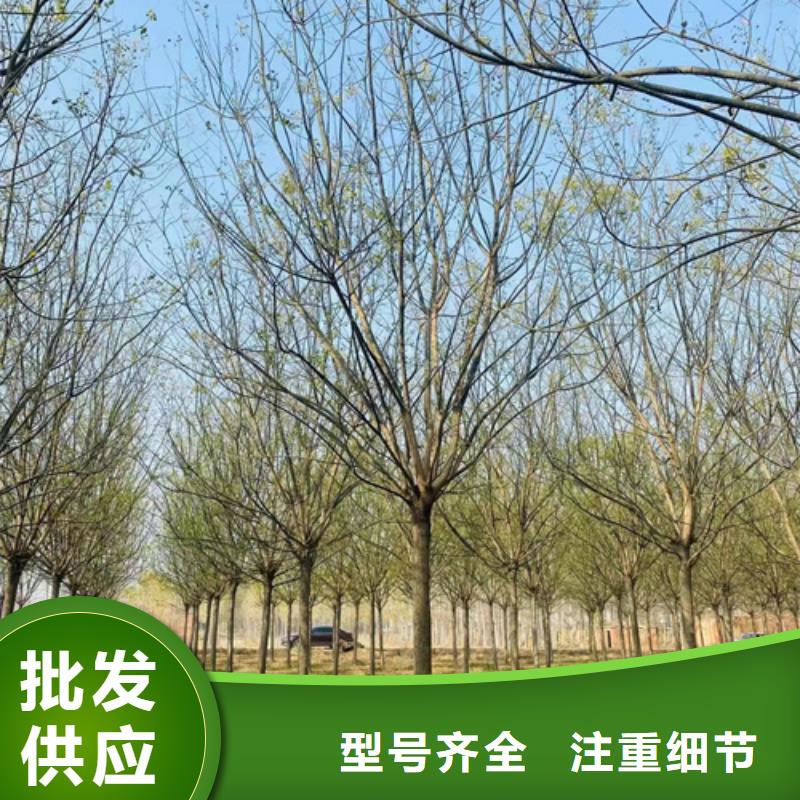 法桐_白蠟好品質售后無憂