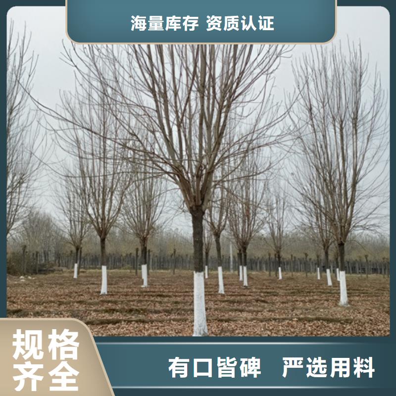 法桐黃金槐供您所需