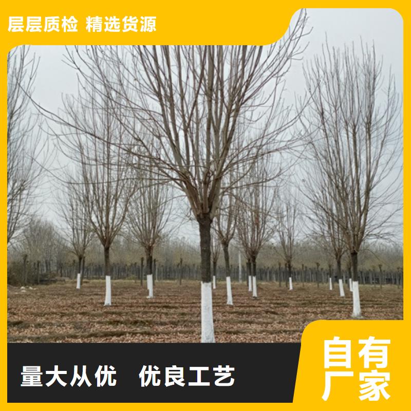 法桐價格現(xiàn)貨供應(yīng)苗木基地