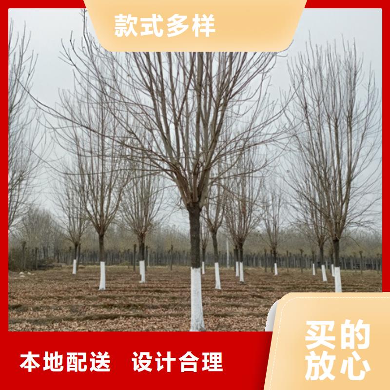 重信譽(yù)法桐廠家價(jià)格