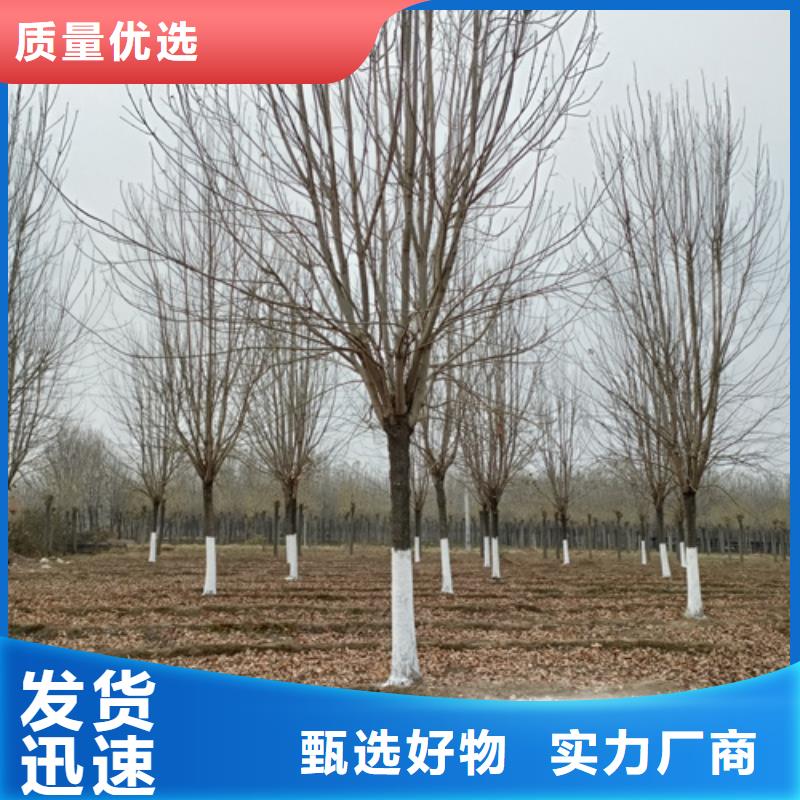 造型法桐、造型法桐廠家直銷-本地企業