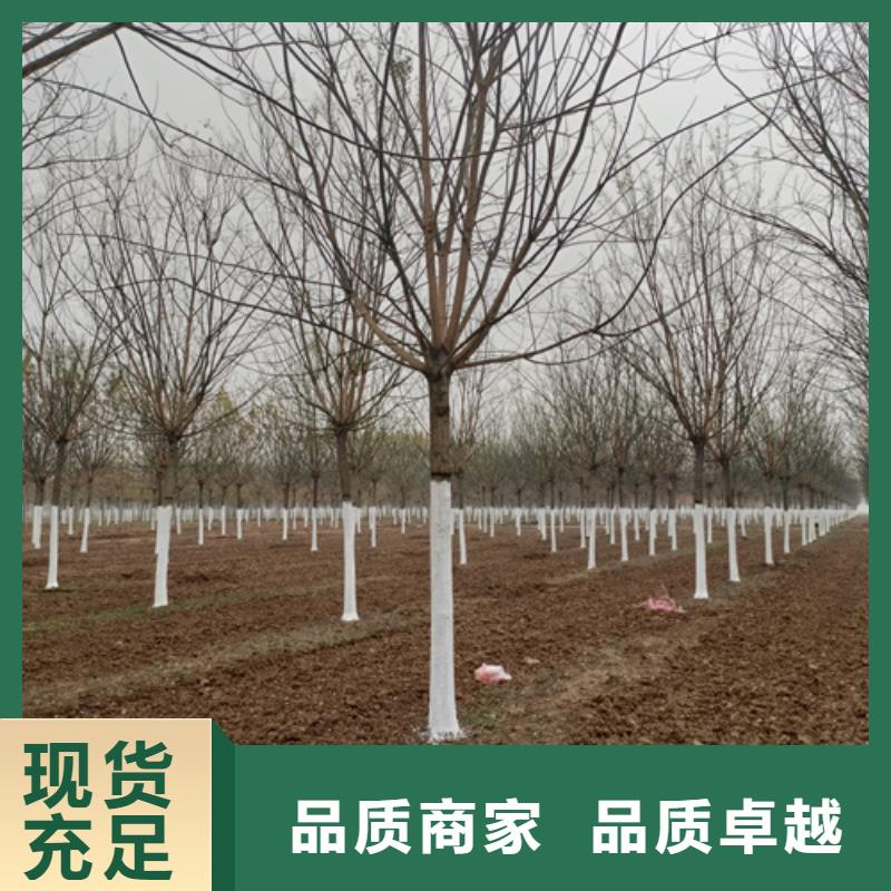 法桐金葉白蠟廠家直銷大量現貨