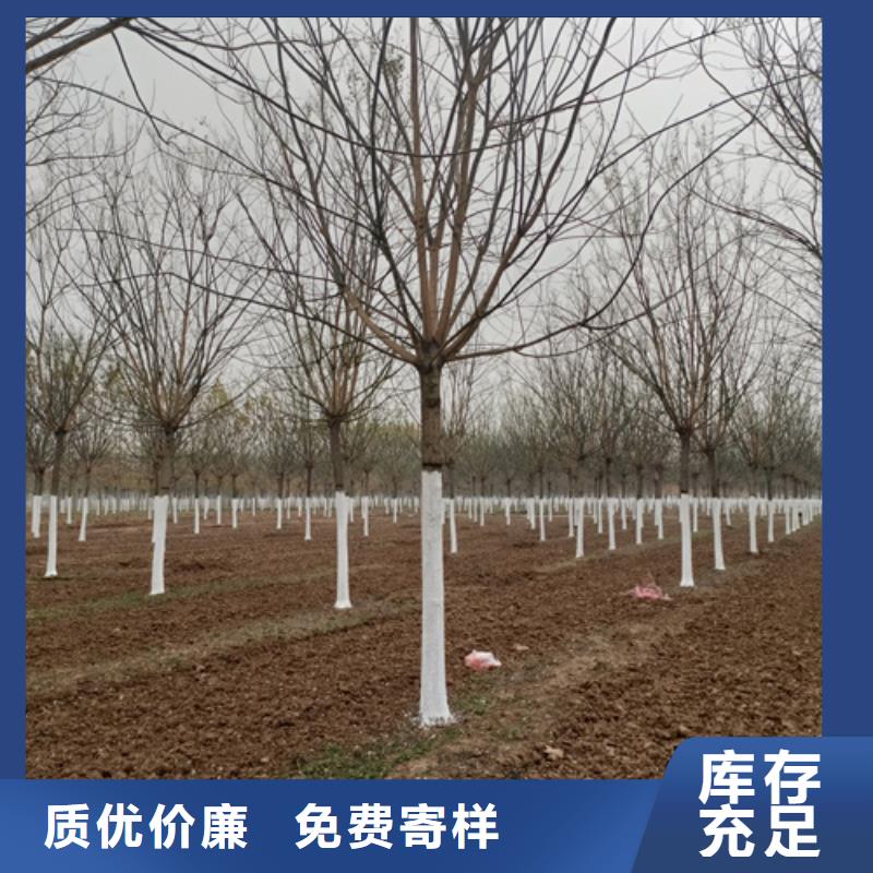 法桐小苗放心選