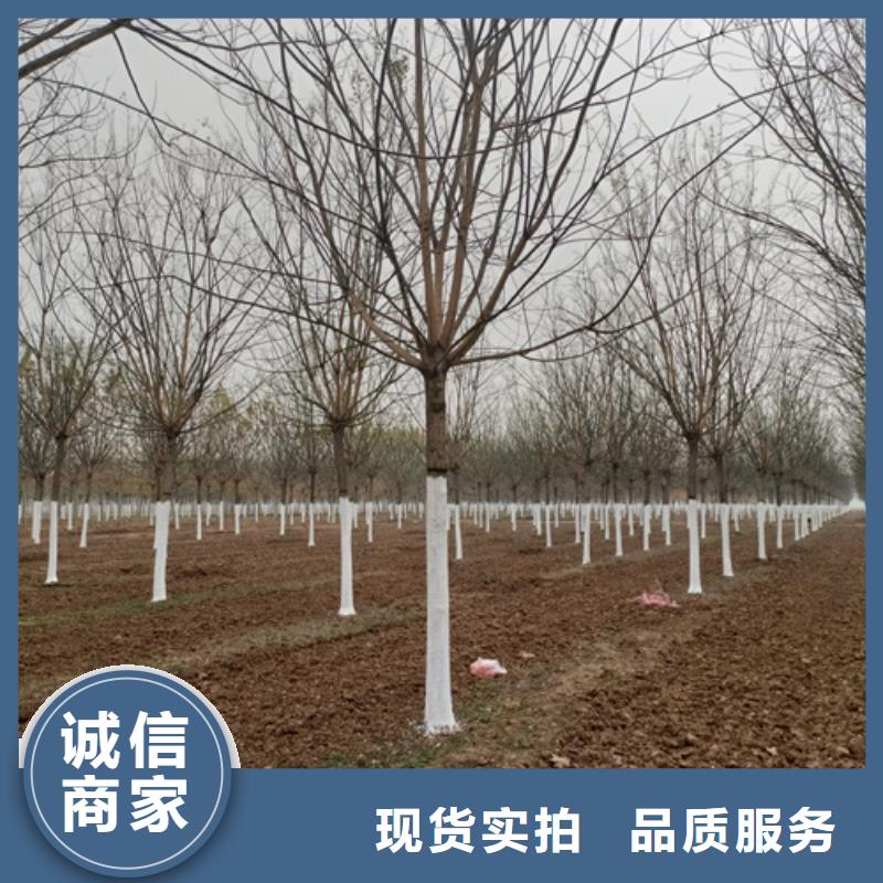 造型法桐生產經驗豐富