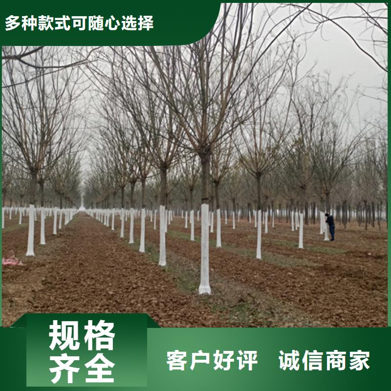 法桐炫麗海棠物美價優