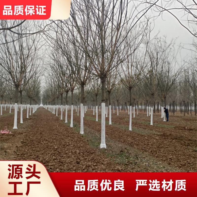 法桐價格質量保證綠化喬木