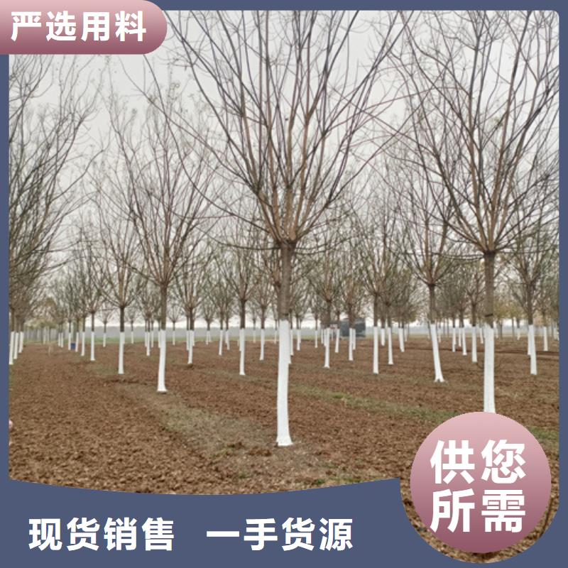 法桐白蠟優勢