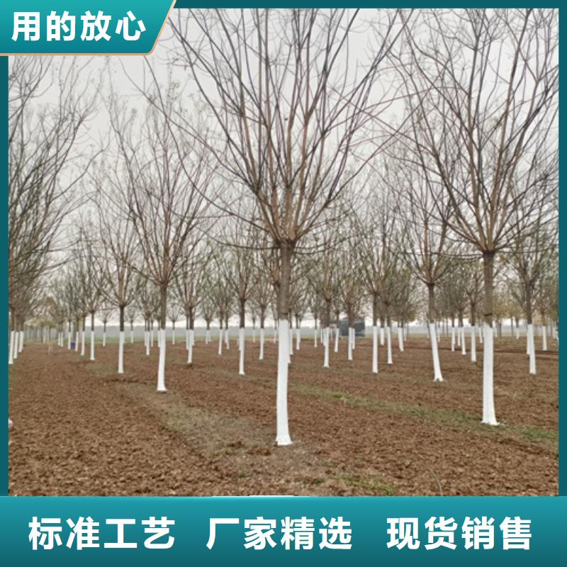 速生法桐質量好的廠家