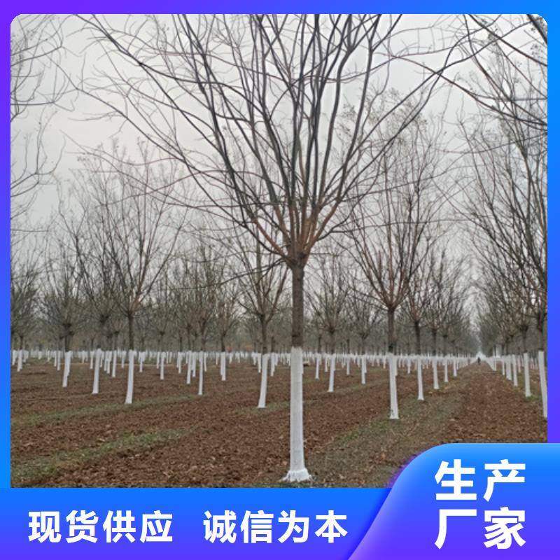 法桐五角楓質量優價格低