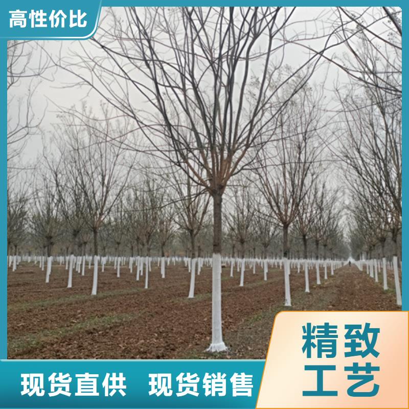 法桐量大從優苗木基地