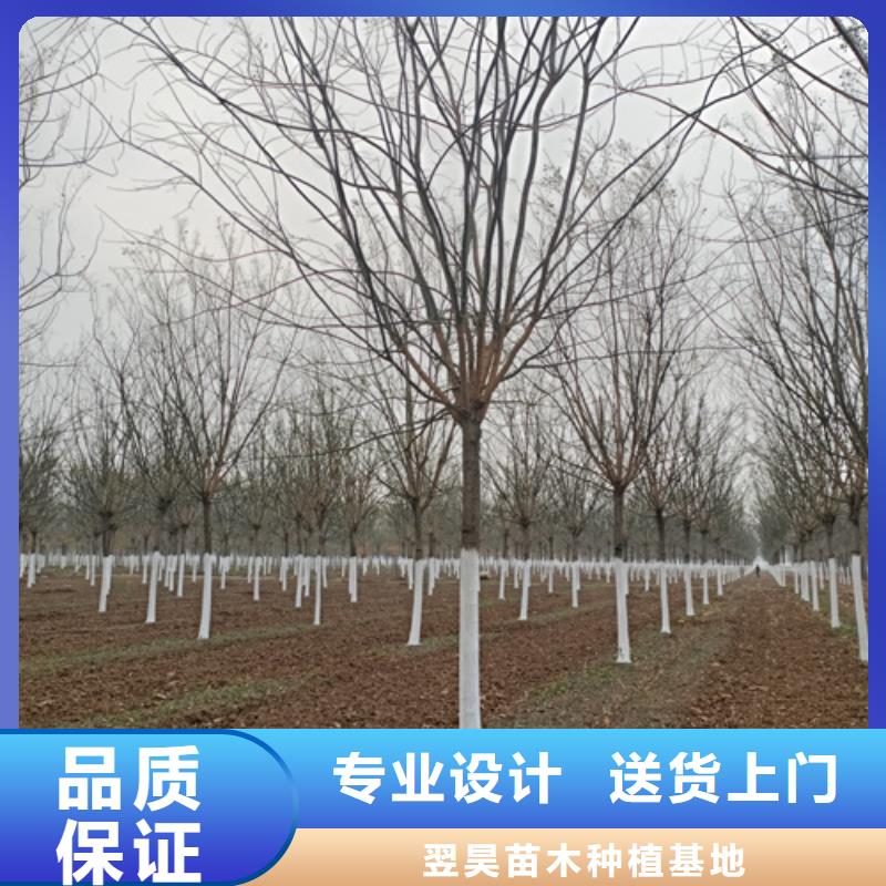 造型法桐-廠家直供