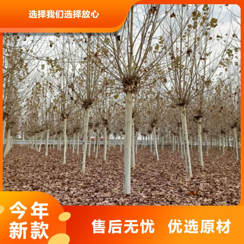 法桐行情-法桐行情定制
