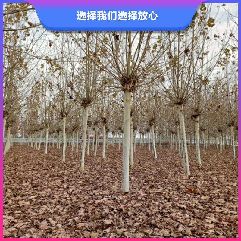 廠家直銷造型法桐廠家