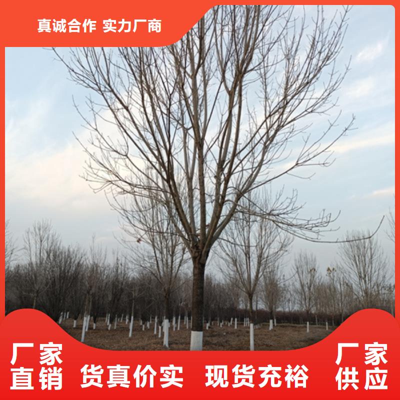 造型法桐現貨報價綠化苗木