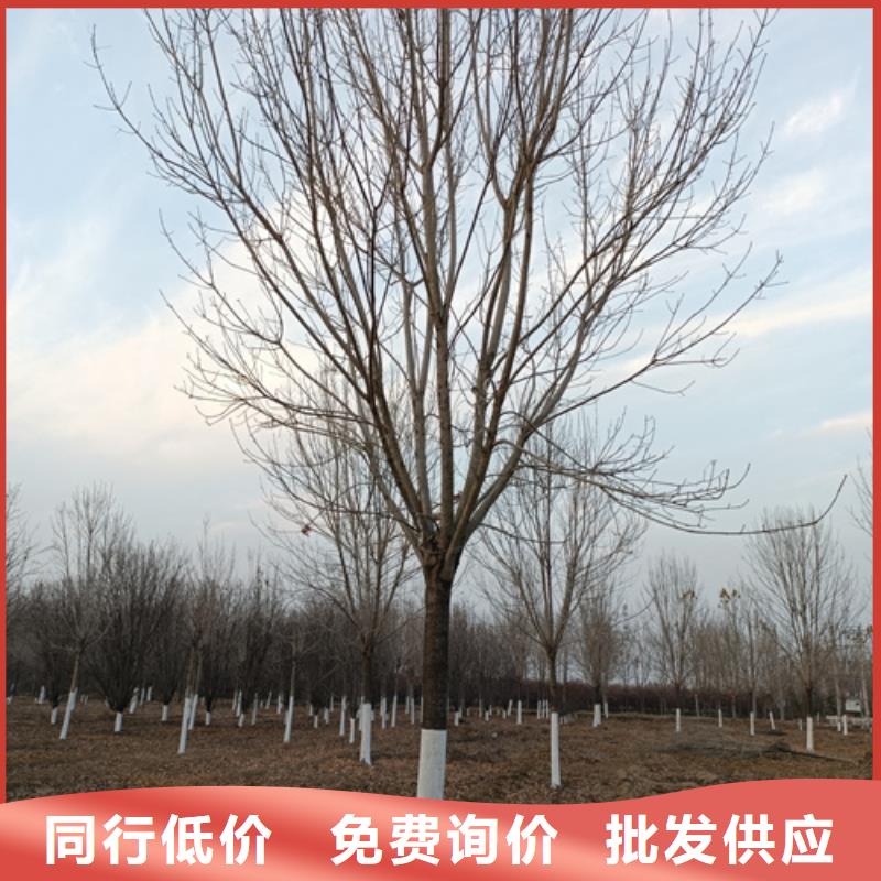 法桐金葉槐從廠家買售后有保障