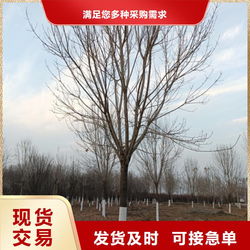 供應法桐小苗_實力廠家