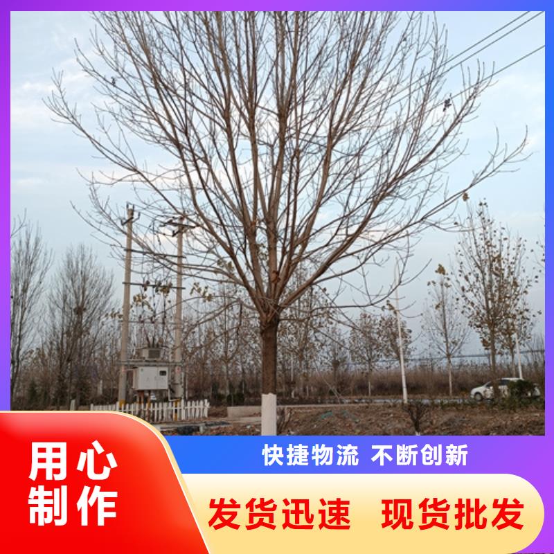 法桐小苗歡迎來電綠化喬木