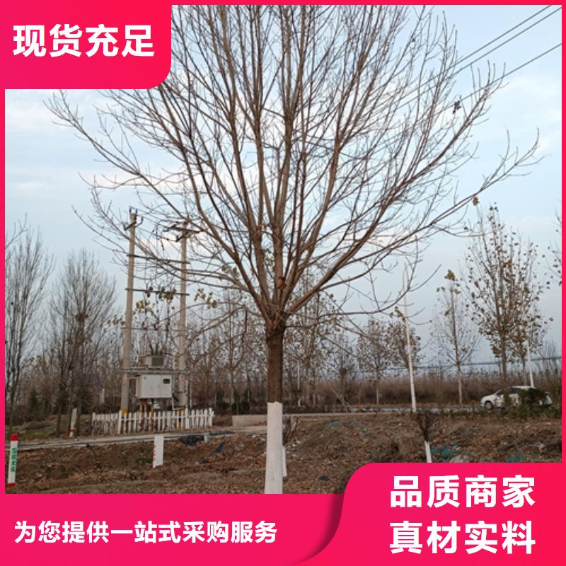 批發(fā)法桐行情_(kāi)誠(chéng)信廠家