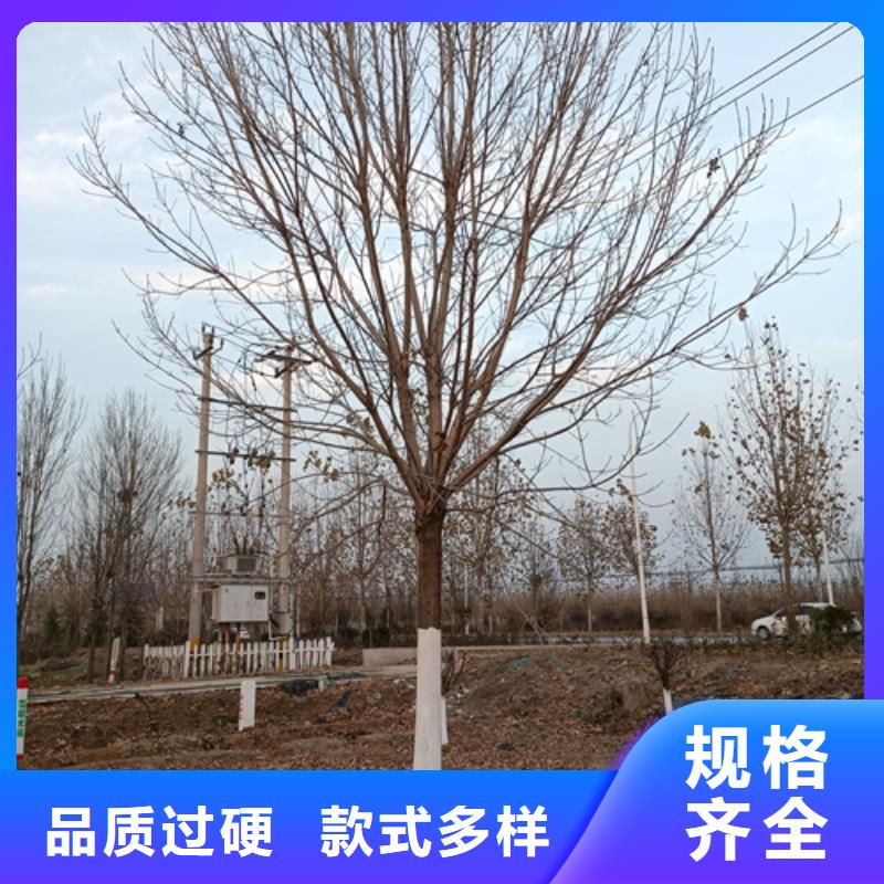 法桐_五角楓廠家供應