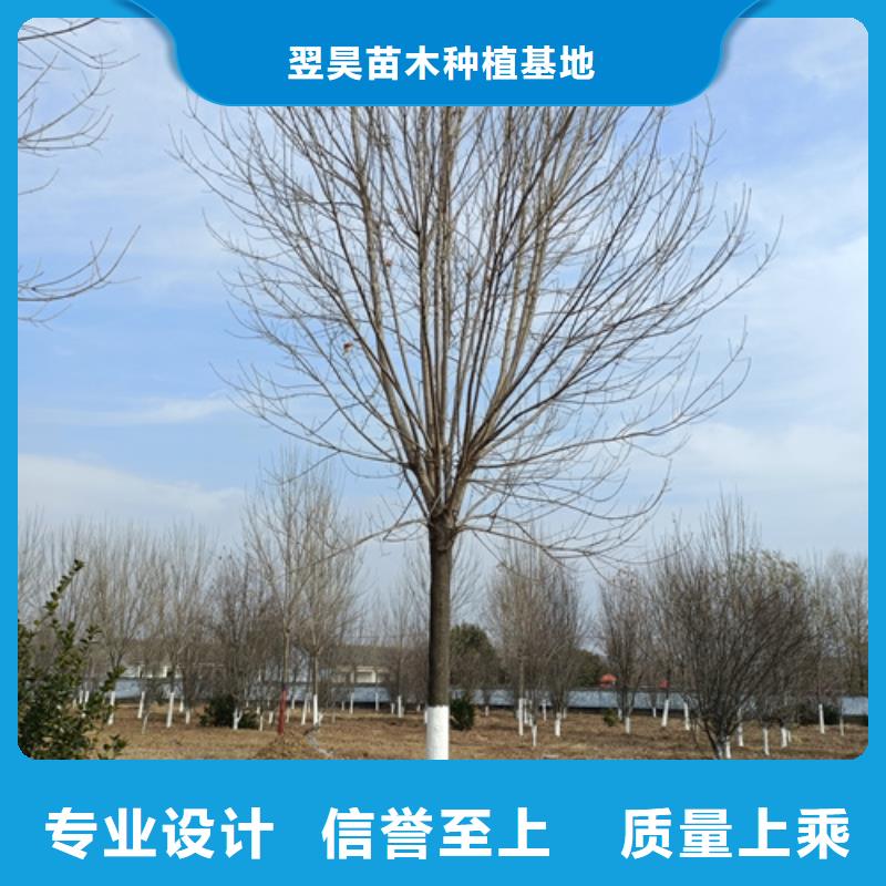 定制速生法桐_品牌廠家