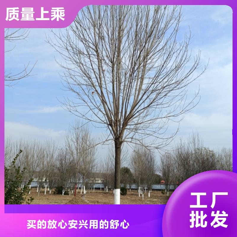 優質法桐-法桐廠家