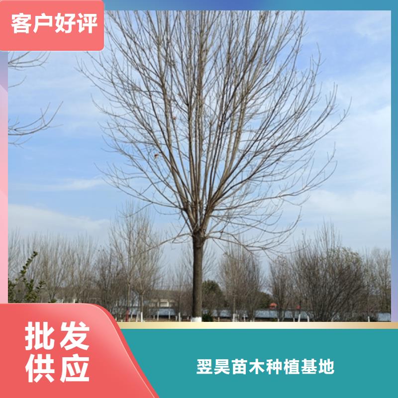 法桐價格誠信企業綠化苗木