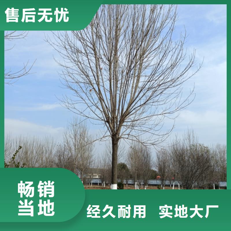 造型法桐現(xiàn)貨質(zhì)量好