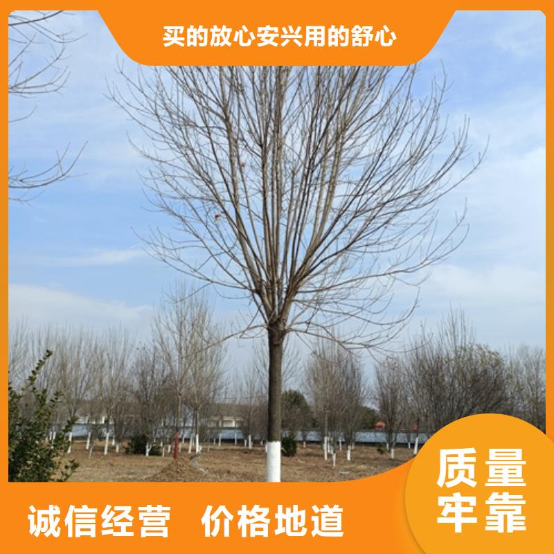 造型法桐、造型法桐生產廠家-本地商家