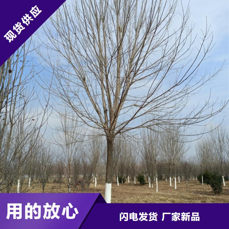 法桐_五角楓按需定做