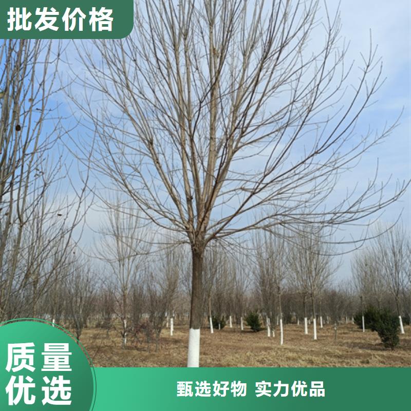 買法桐必看-來電咨詢