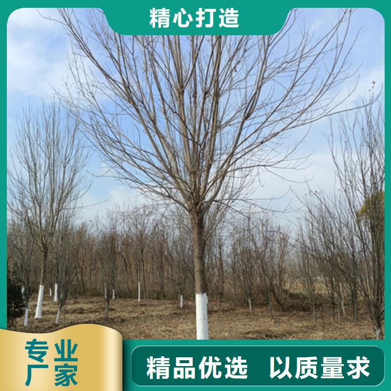 法桐現貨齊全苗木基地