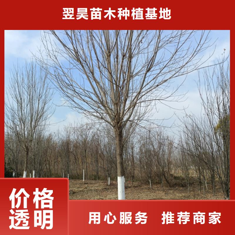 定制速生法桐的廠家