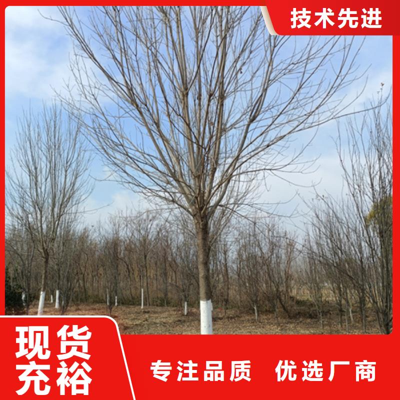法桐廠家價格合理