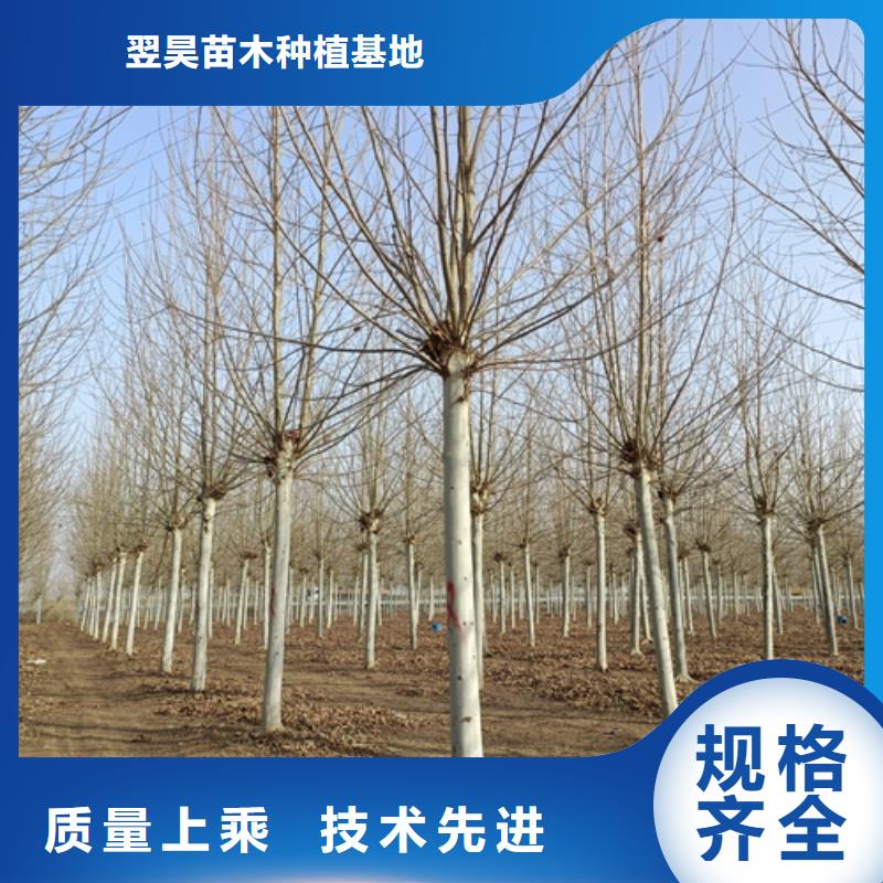 速生法桐價格合理綠化苗木