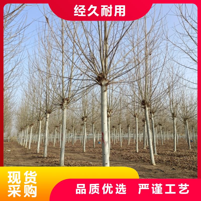 法桐隨時詢價