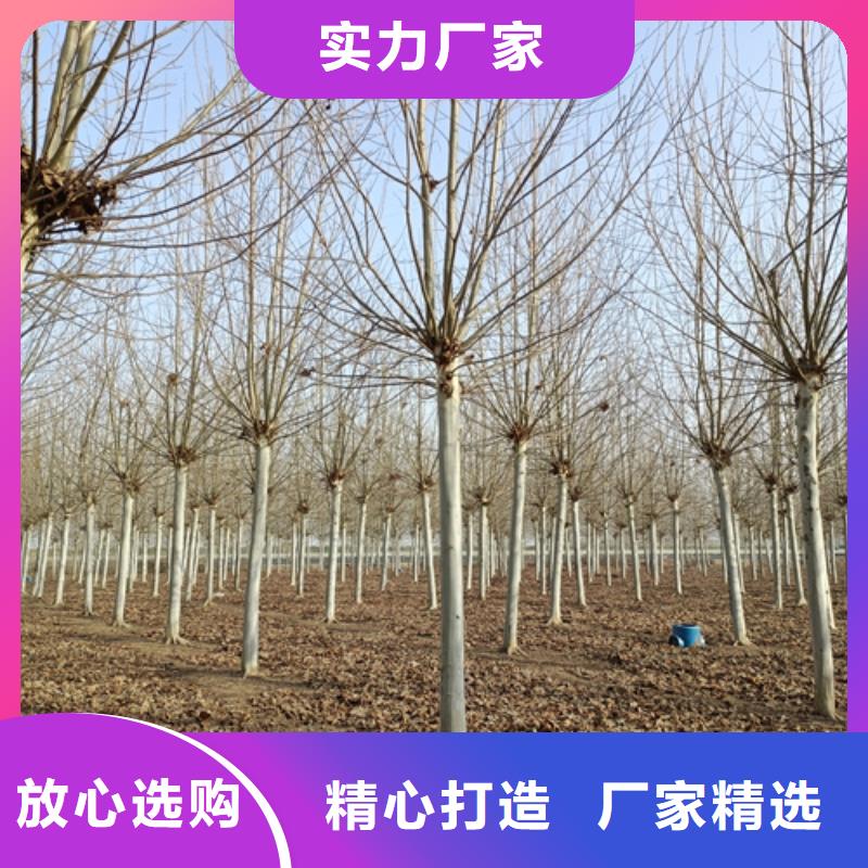 五角枫视频-潘集|田家庵|宿州|黄山|淮北|滁州|马鞍山|亳州翌昊五角枫_ 翌昊苗木种植基地(淮南市分公司)